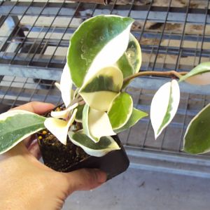 Carnosa Variegated